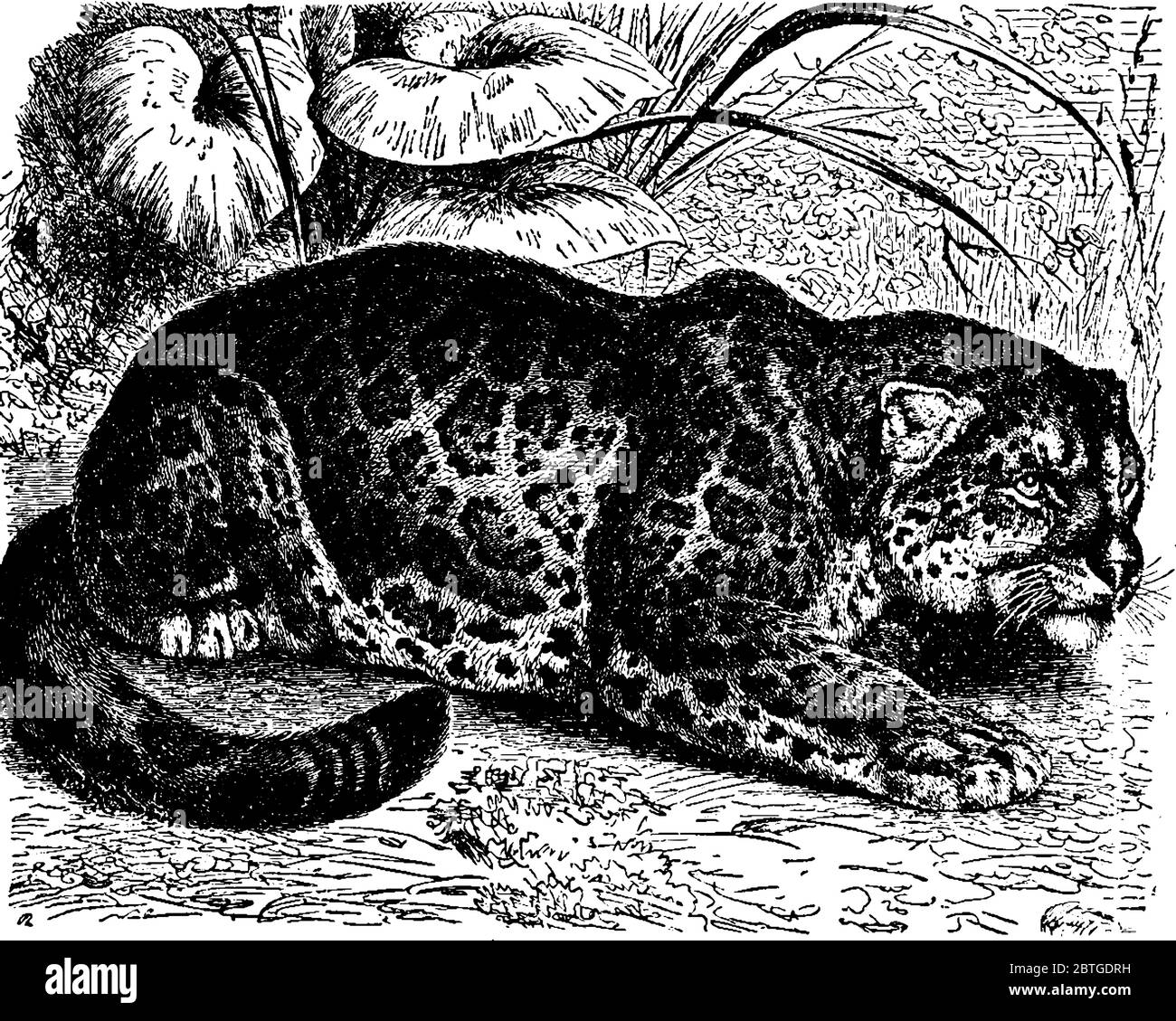 Jaguar est une grande espèce de chat de la famille Panthera ayant une durée de vie de 12-15 ans, dessin de ligne vintage ou illustration de gravure. Illustration de Vecteur