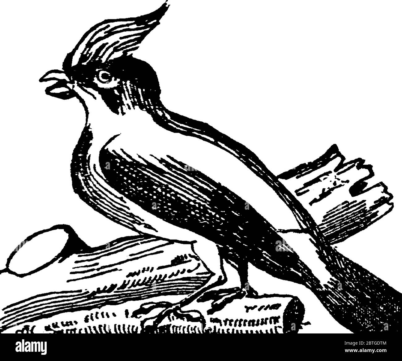 Le geai bleu est un oiseau de passereau de la famille des Corvidae, originaire de l'Amérique du Nord, avec une pointe prononcée sur la tête, une couronne de plumes, qui peut être Illustration de Vecteur