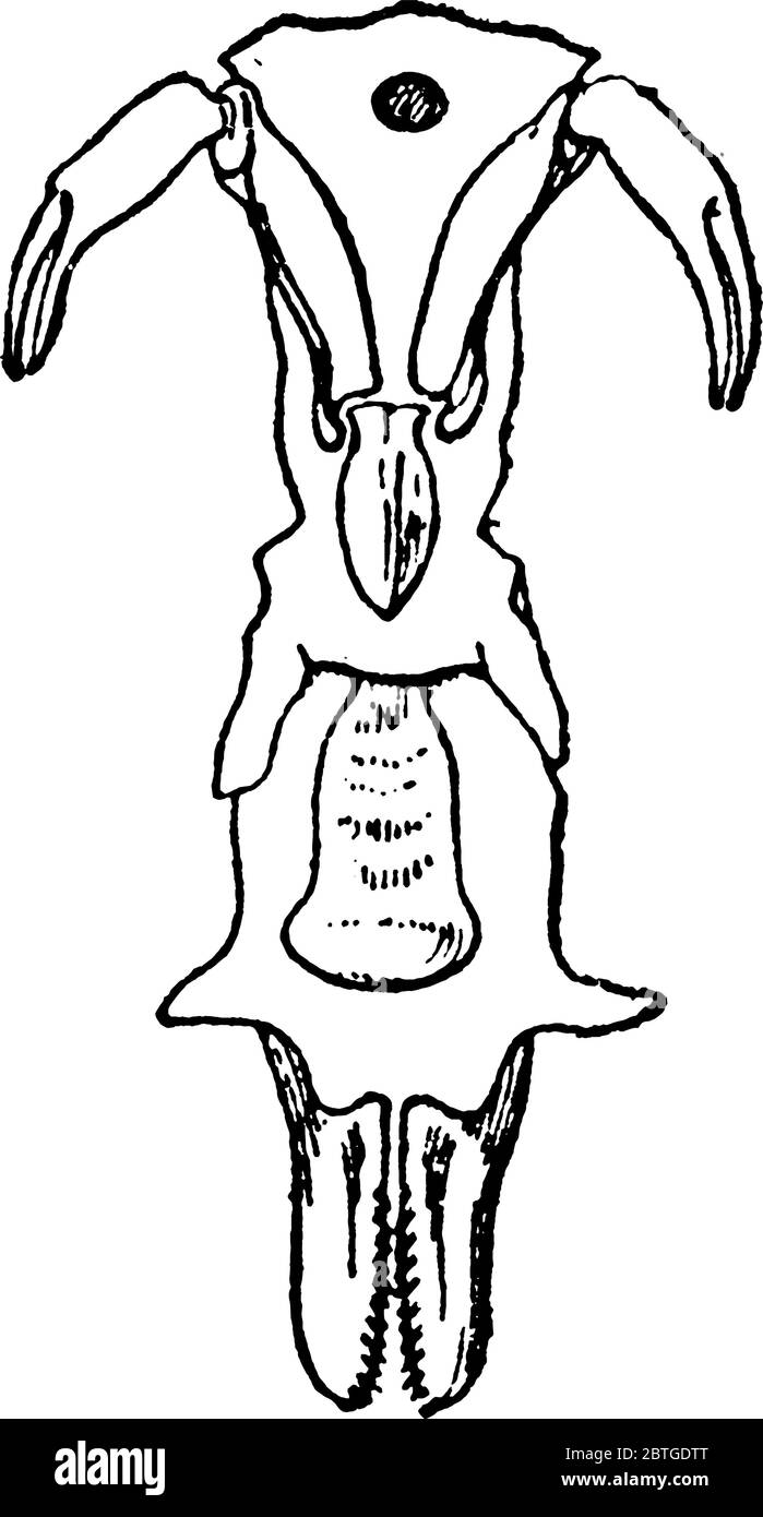 Représentation typique de la vue de la surface ventrale de la ligne médiane de la région prosomatique du Limulus polyphemus, avec les parties comme, les métas Illustration de Vecteur Représentation typique de la vue de la surface ventrale de la ligne médiane de la région prosomatique du Limulus polyphemus, avec les parties comme, les métas Illustration de Vecteur