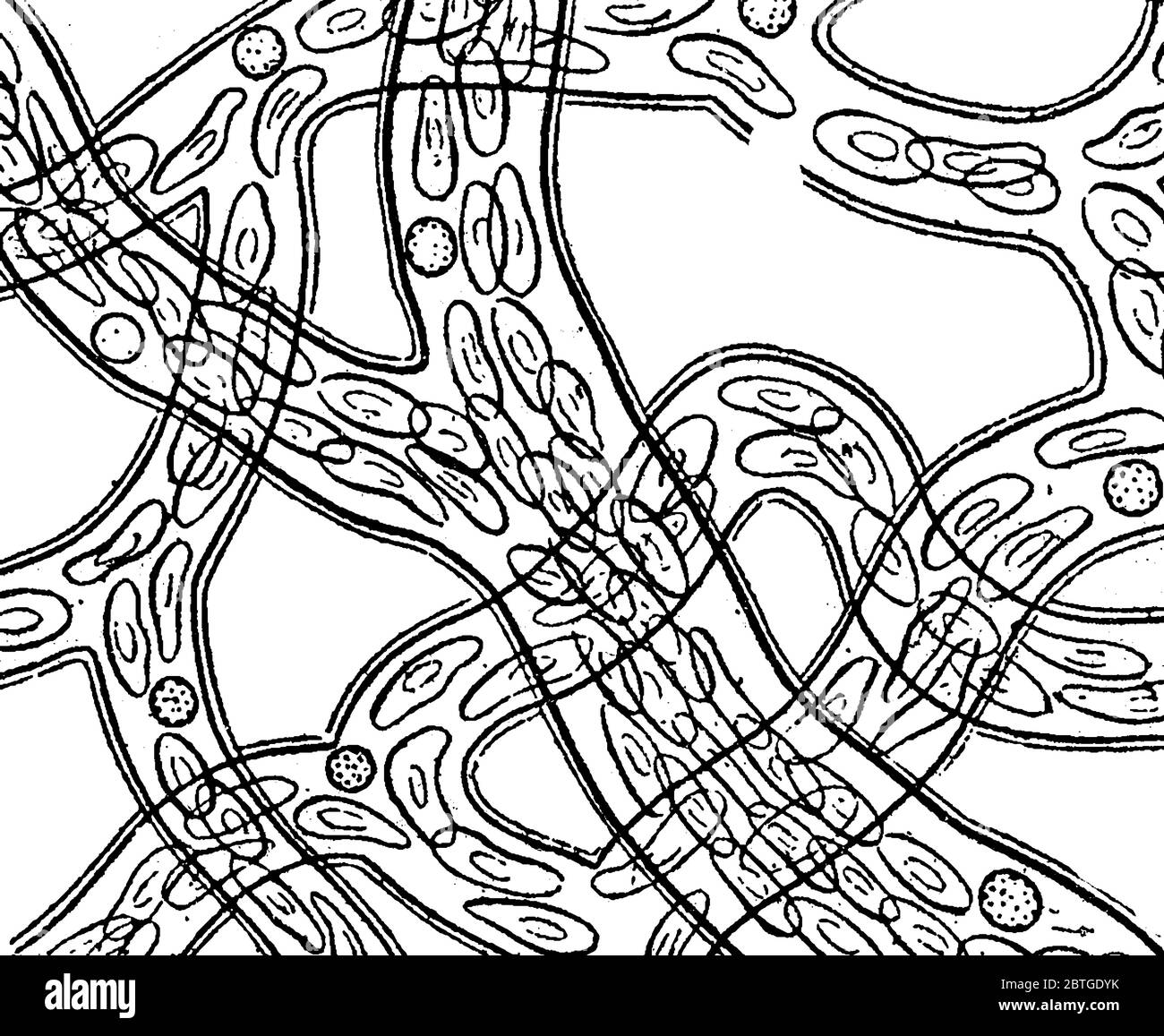 La circulation du sang dans la toile du pied d'une grenouille, vue sous le microscope, ressemble à des structures de nombreuses sphères avec des taches circulaires et Illustration de Vecteur