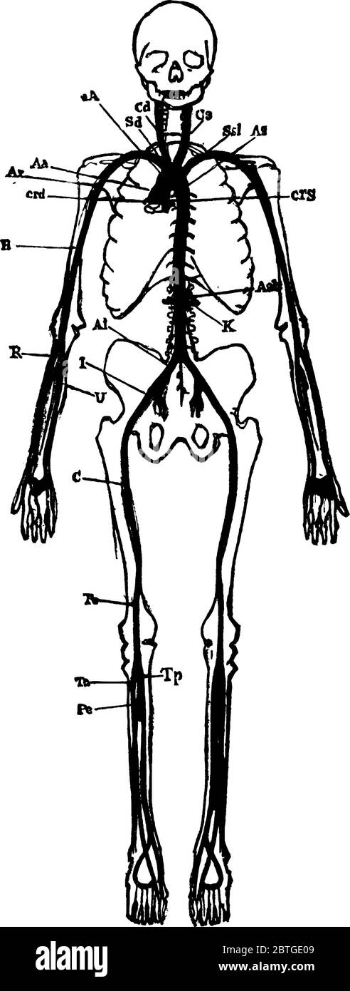 Représentation typique des artères principales du corps humain, avec ses parties étiquetées., dessin de ligne vintage ou illustration de gravure. Illustration de Vecteur