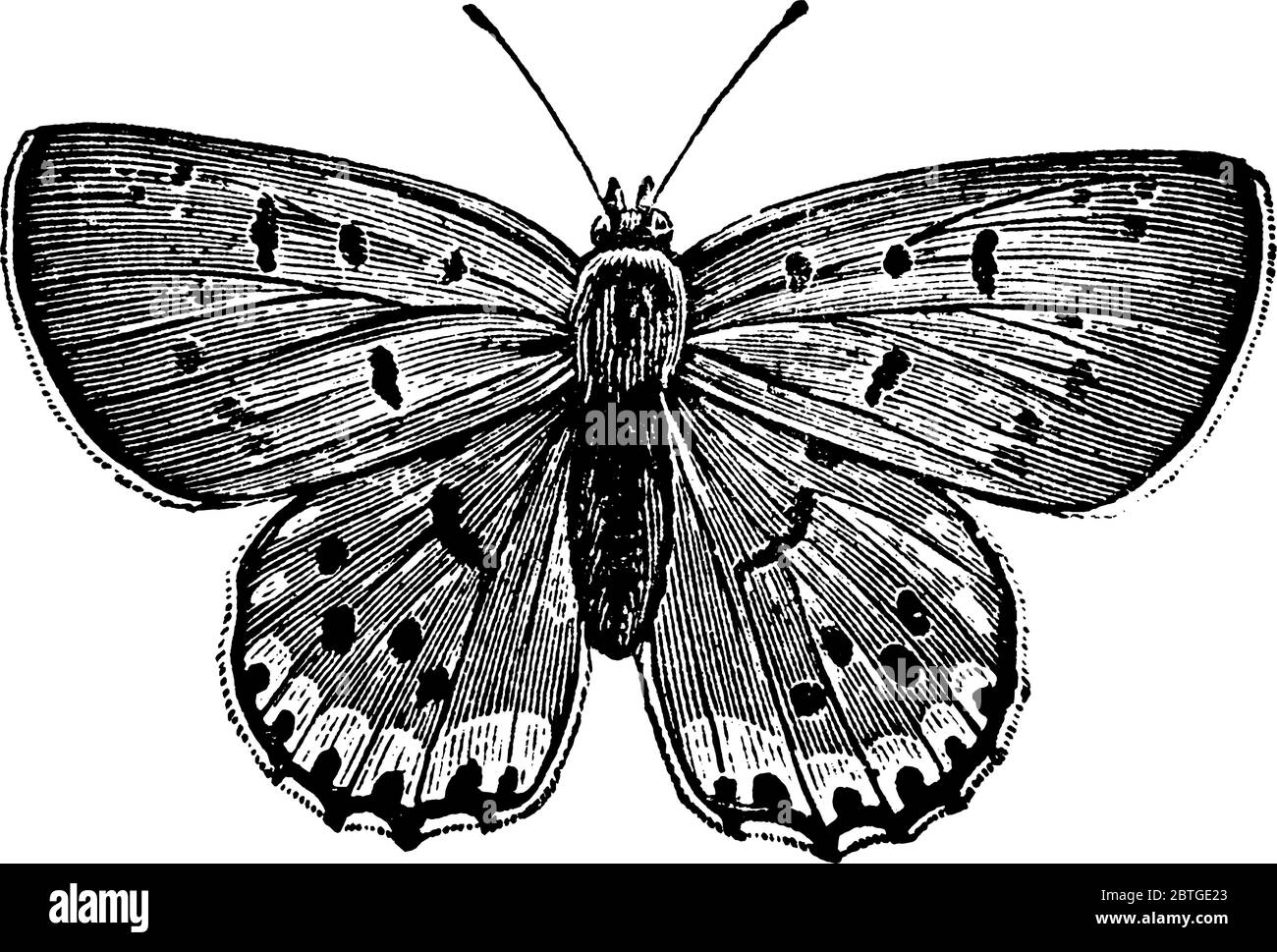 La photo représente le papillon femelle, Chrysophanus thoe espèce, avec ses ailes fortement à motifs, dessin de ligne vintage ou illustration de gravure. Illustration de Vecteur