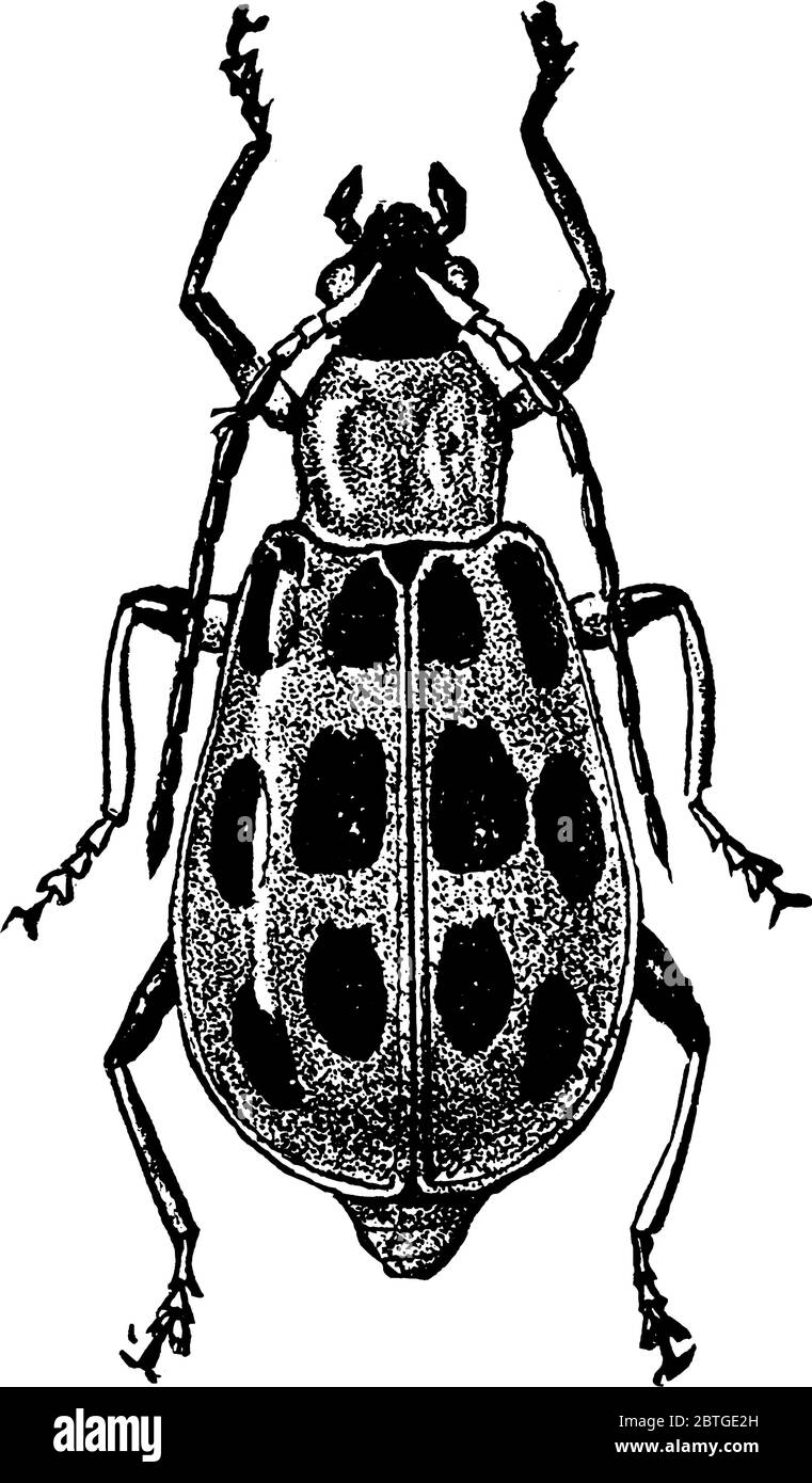 Espèce punctate diacritique insecte adulte cause des blessures dans la tige de maïs, dessin de ligne vintage ou illustration de gravure. Illustration de Vecteur