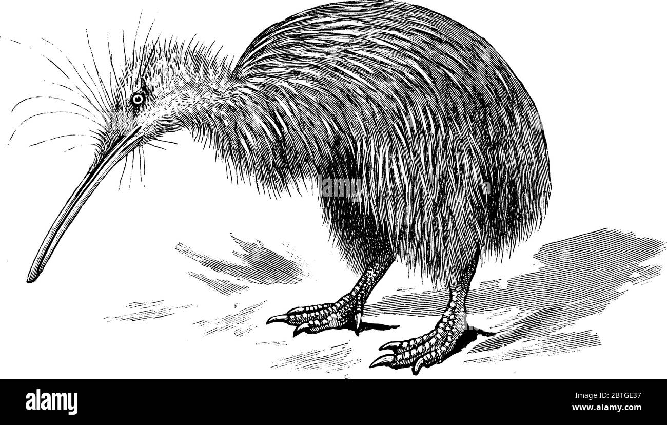 Kiwi, ce sont des oiseaux sans vol originaires de Nouvelle-Zélande, dessin de ligne vintage ou illustration de gravure. Illustration de Vecteur
