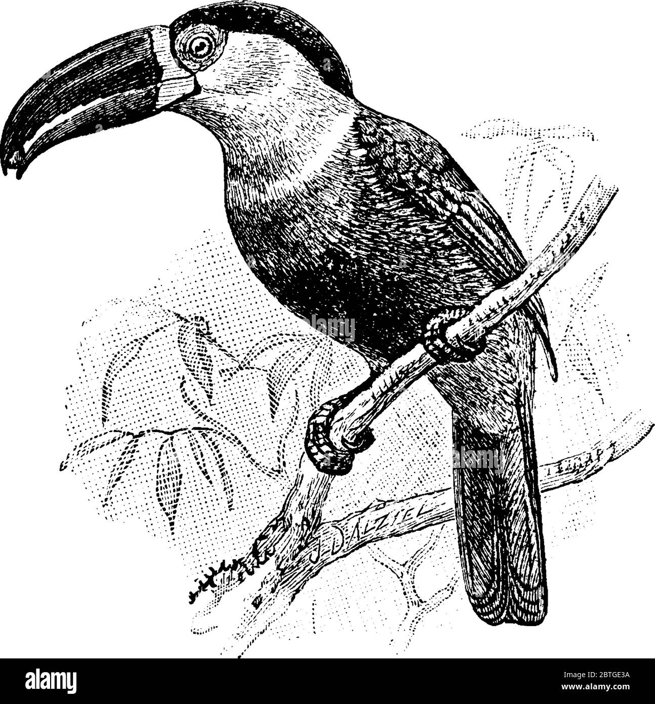 Ariel Toucan, assis sur les branches d'arbre avec un fruit dans son bec. Ce sont des oiseaux aux couleurs vives et longs, courbés, avec des billets pointus et enormo Illustration de Vecteur