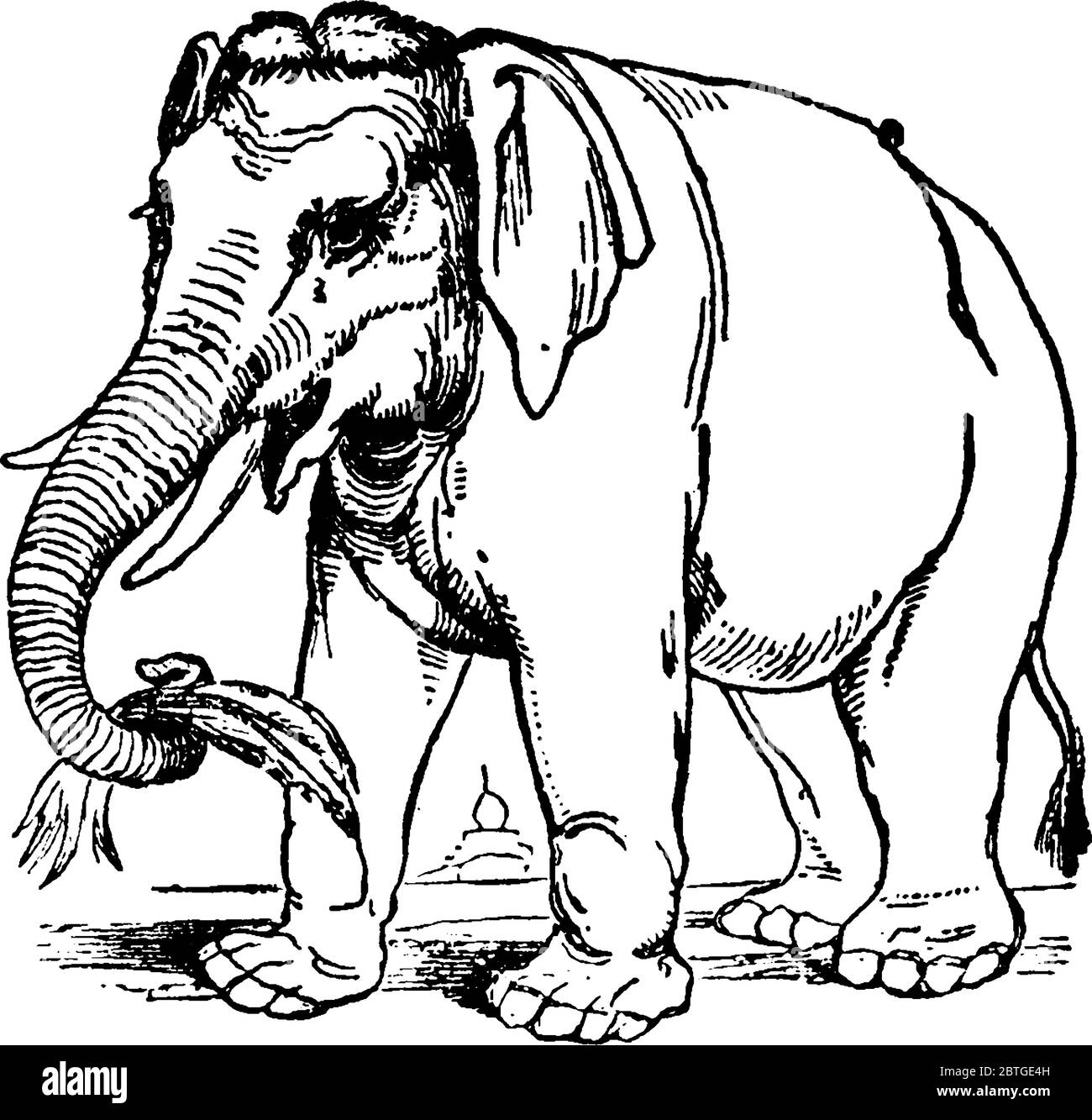 Un gros éléphant avec de grandes oreilles, pilier comme les jambes, a attrapé quelques herbes avec l'aide de son tusk, originaire d'Asie, dessin de ligne vintage ou de grav Illustration de Vecteur