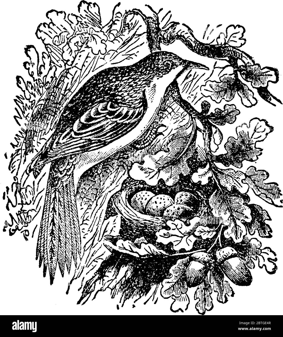 Brown Creeper, un petit oiseau de passereau, avec des jambes et des orteils forts pour suspendre à l'envers pendant l'alimentation, dessin de ligne vintage ou illustration de gravure Illustration de Vecteur