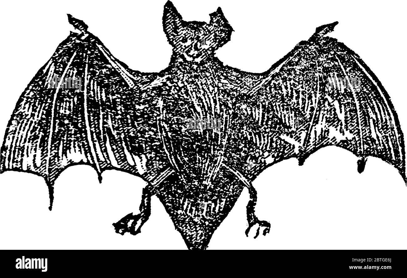 Un petit oiseau comme un animal, ressemblant à une souris, sont des mammifères de l'ordre des Chiroptères; avec leurs membres antérieurs adaptés comme ailes, les seuls mammifères naturellement c Illustration de Vecteur