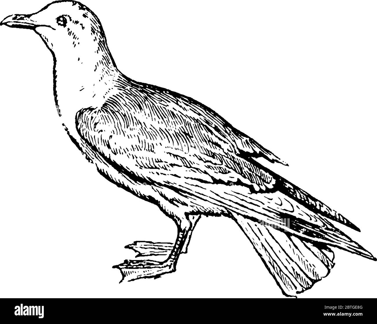 Gull est un oiseau de mer à longue pattes de la famille des Laridae, également connu sous le nom de mouette, dessin de ligne vintage ou illustration de gravure. Illustration de Vecteur
