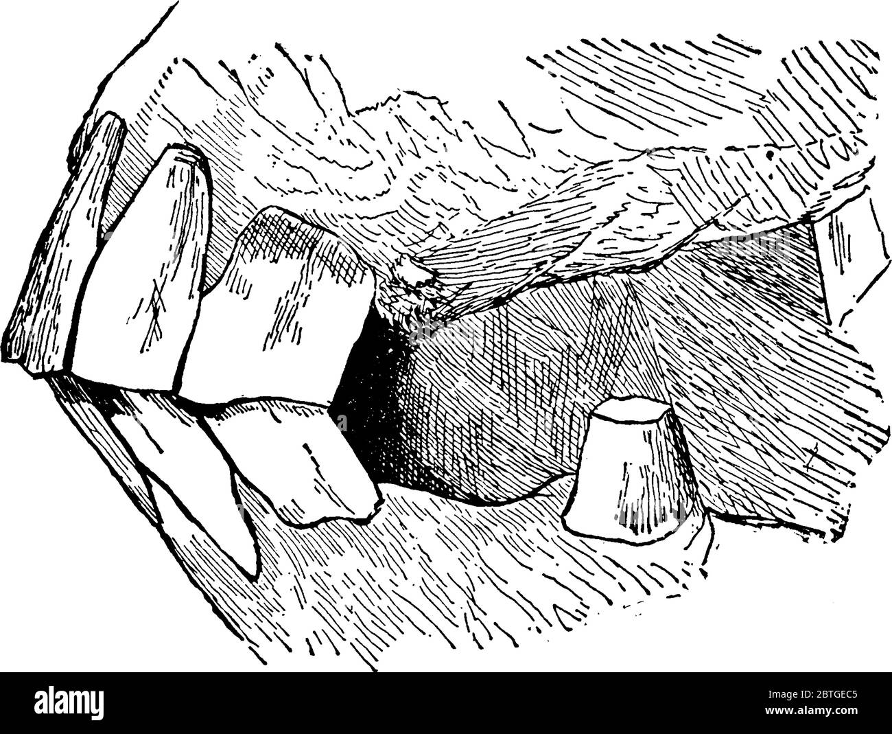 Mâchoire de jeune cheval castré mâle (vue latérale), dessin de ligne vintage ou illustration de gravure. Illustration de Vecteur