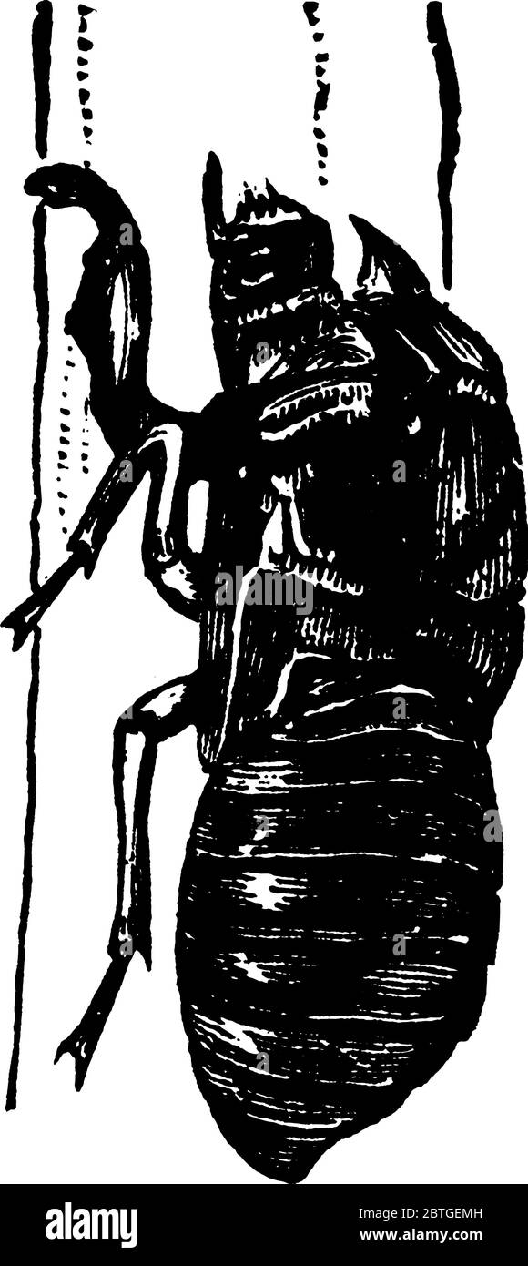Image de la peau de pupa dont l'adulte a émergé, le périodique cicada., dessin de ligne vintage ou illustration de gravure. Illustration de Vecteur
