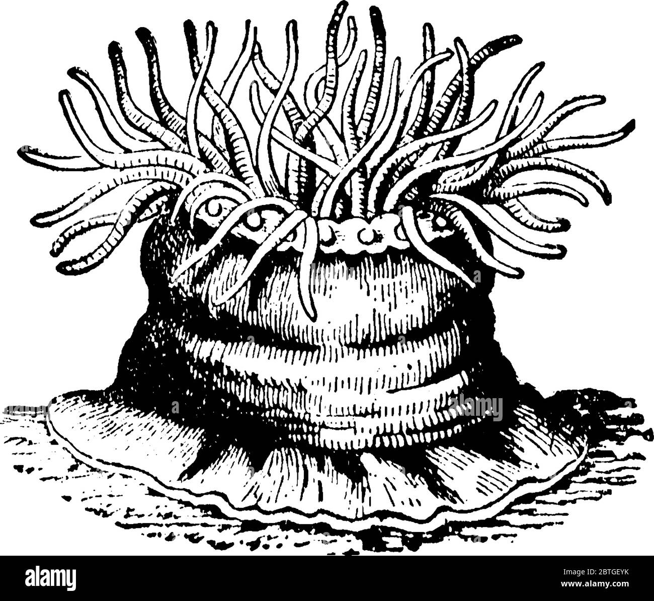 L'anémone de mer est un animal qui peut venir dans différentes tailles et couleurs, vintage dessin de ligne ou illustration de gravure. Illustration de Vecteur