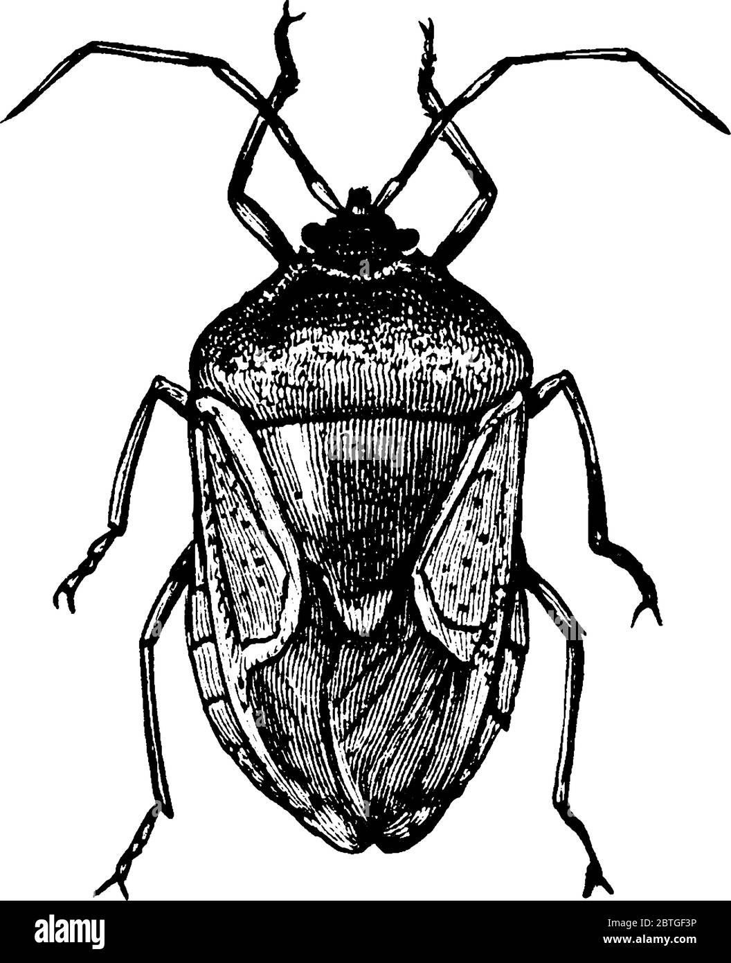 Edessa bifida est une espèce de punaise de la famille des Pentatomidae, de punaises et de boucliers, de dessins de lignes millésimés ou d'illustrations de gravure. Illustration de Vecteur