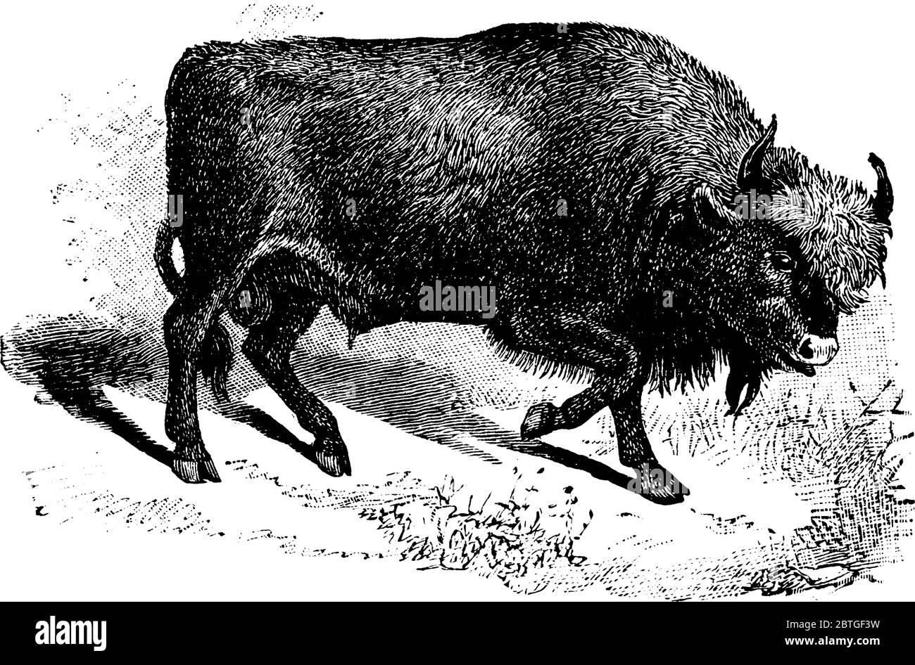 Représentation typique d'un grand, large, musclé avec des manteaux de cheveux longs et ungulate à bout égal, bison, pacage sur la terre, ligne vintage d Illustration de Vecteur Représentation typique d'un grand, large, musclé avec des manteaux de cheveux longs et ungulate à bout égal, bison, pacage sur la terre, ligne vintage d Illustration de Vecteur