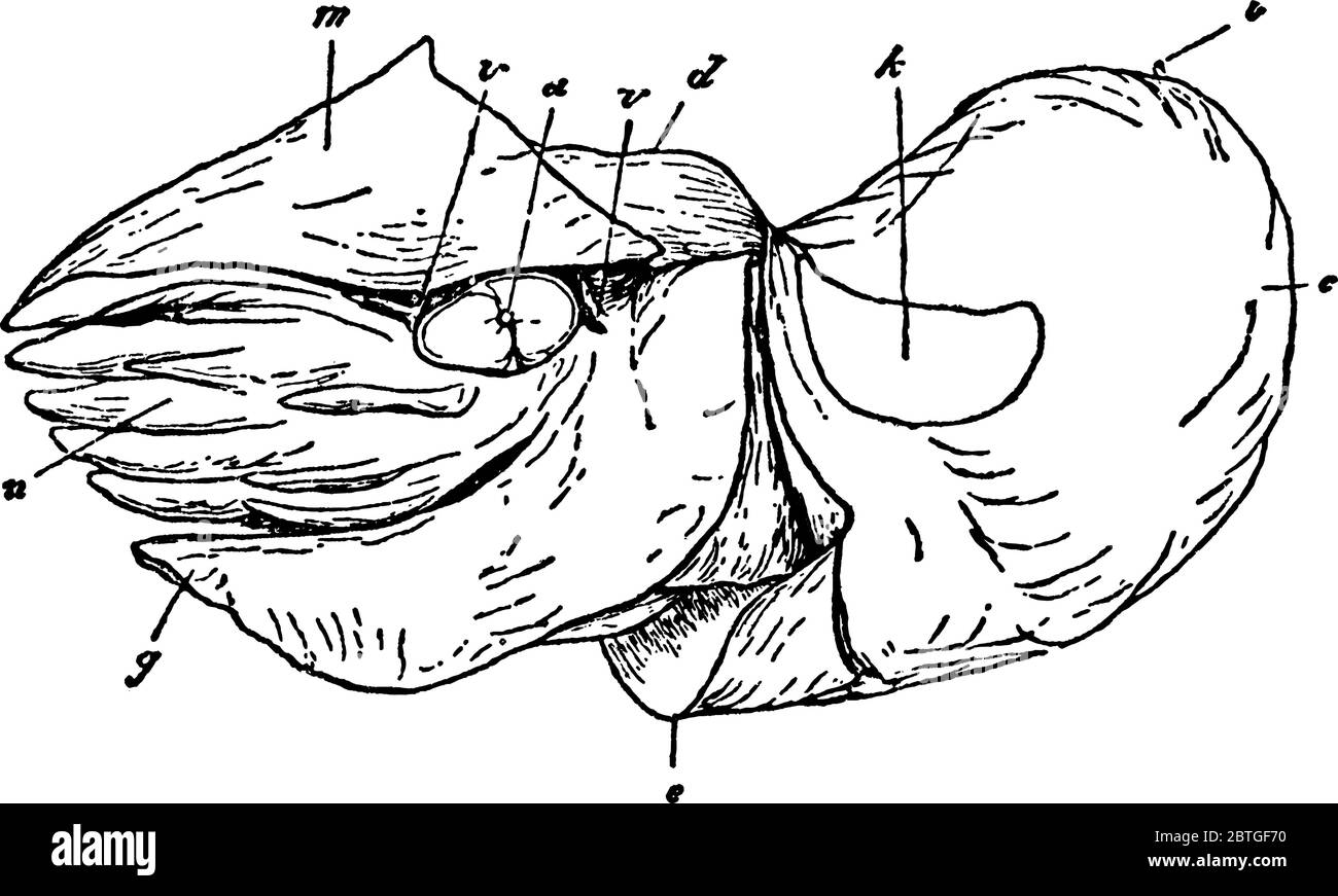 Illustration d'une nautilus femelle sans coque, avec ses parties étiquetées, dessin de ligne vintage ou illustration de gravure. Illustration de Vecteur