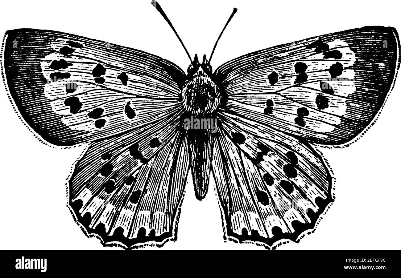 La photo représente le papillon mâle, Chrysophanus thoe espèce, avec ses ailes fortement à motifs, dessin de ligne vintage ou illustration de gravure. Illustration de Vecteur