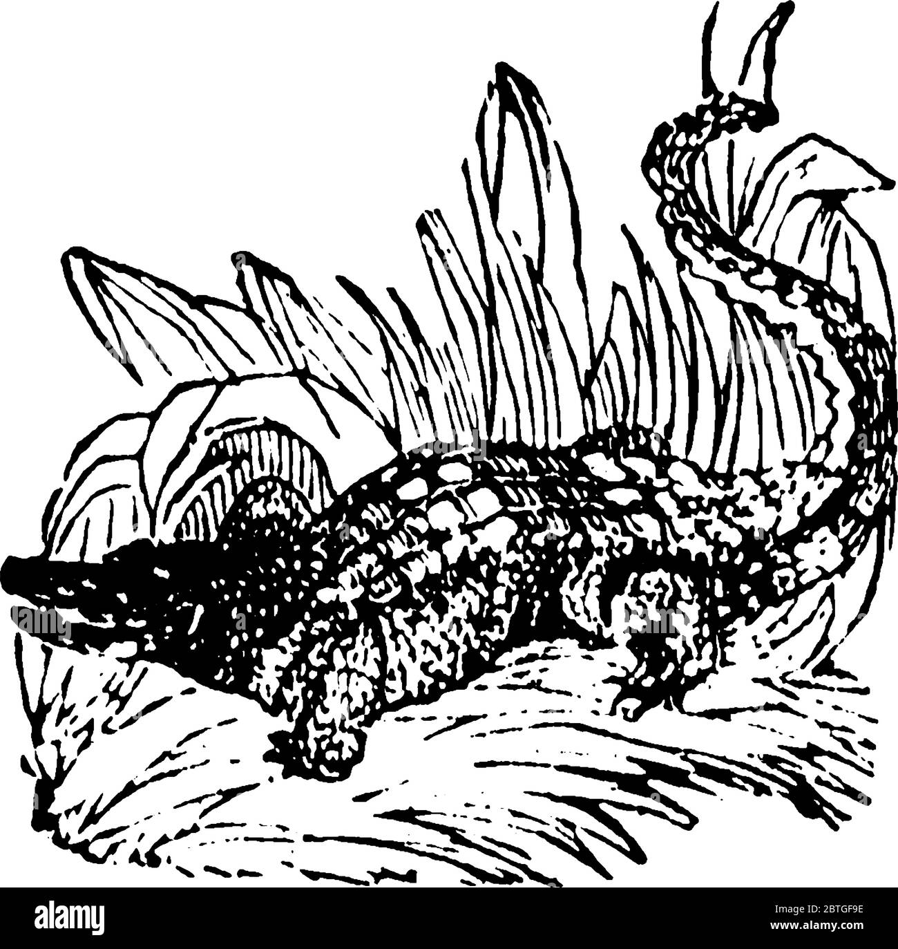 Alligator, l'animal qui peut avaler sa petite proie comme tout. L'alligator féminin, prend plus soin de ses jeunes, que la femelle Crocodile, vintage Illustration de Vecteur