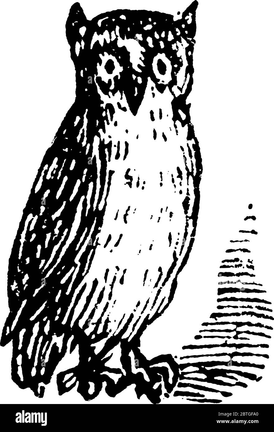 Hibou est un oiseau de proie nocturne avec de grands yeux, un disque facial, un bec crocheté., dessin de ligne vintage ou illustration de gravure. Illustration de Vecteur
