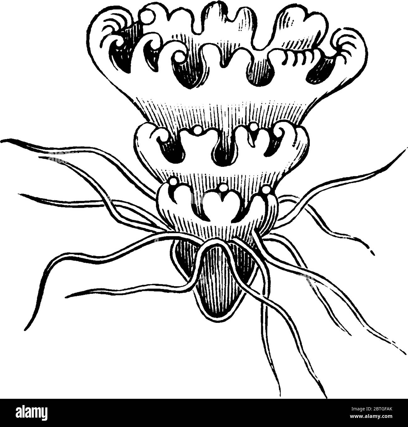 Représentation typique d'un animal marin libre, le poisson en gelée, qui a une cloches en forme de parapluie et des tentacules de fuite, le dessus est prêt Illustration de Vecteur