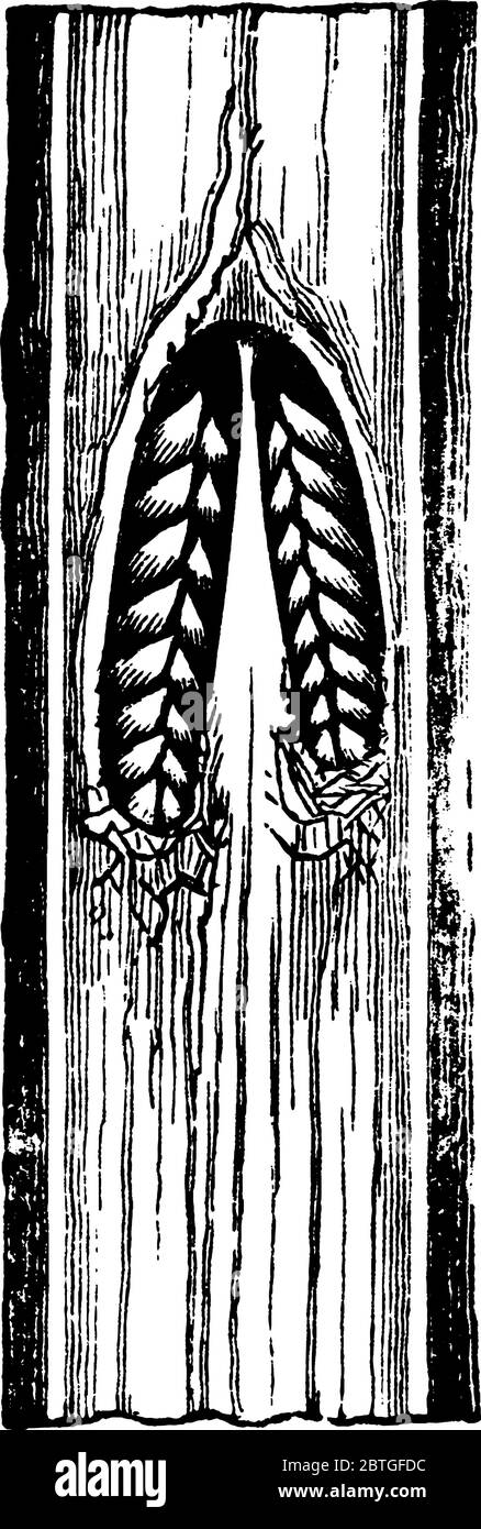Image de la perforation coupée pour montrer les deux chambres de l'oeuf de Cicada crevé., dessin de ligne vintage ou illustration de gravure. Illustration de Vecteur