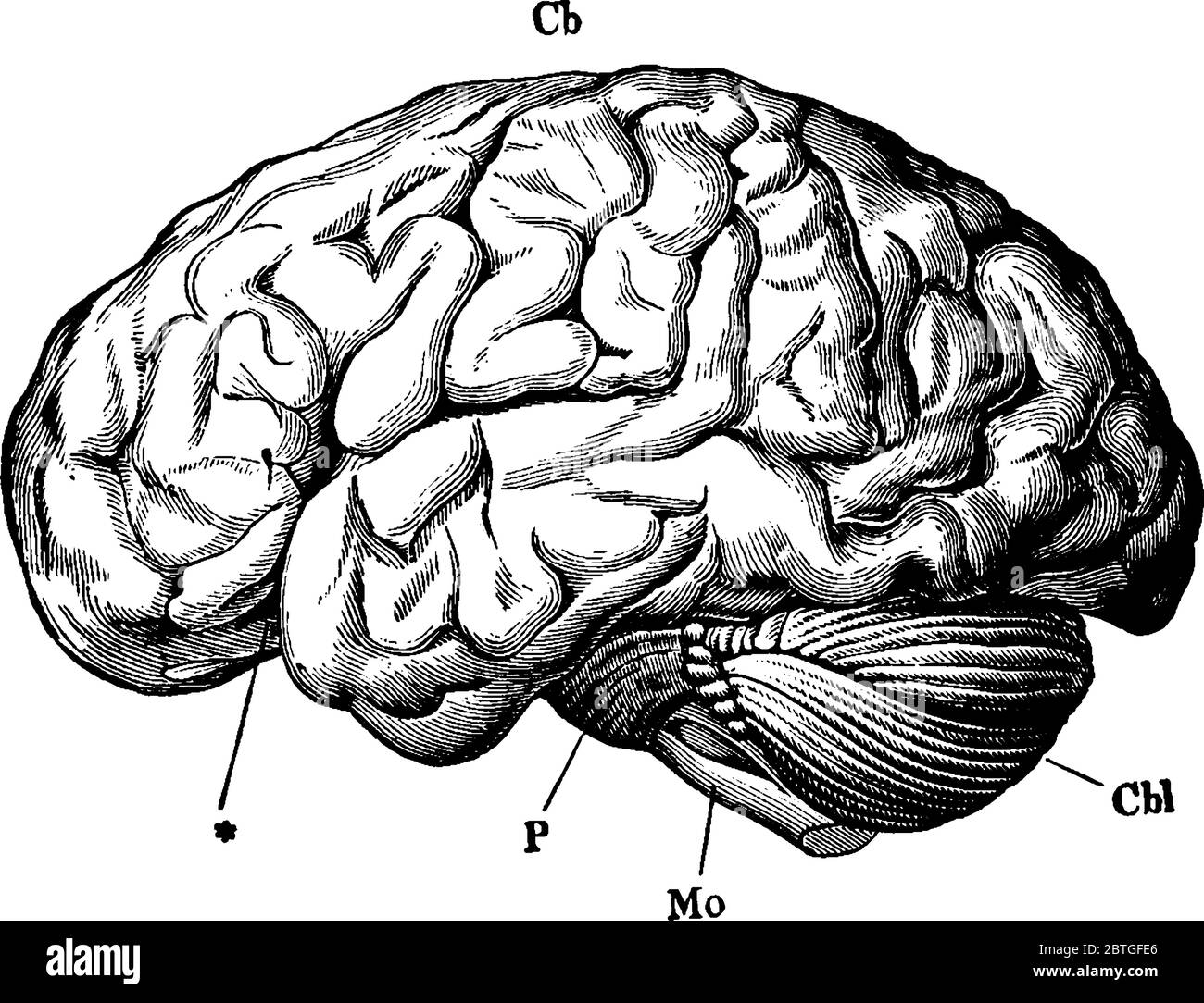 Le cerveau humain est l'organe central du système nerveux humain, la partie inférieure du cerveau est reliée à la moelle épinière, au dessin de ligne vintage ou à e Illustration de Vecteur