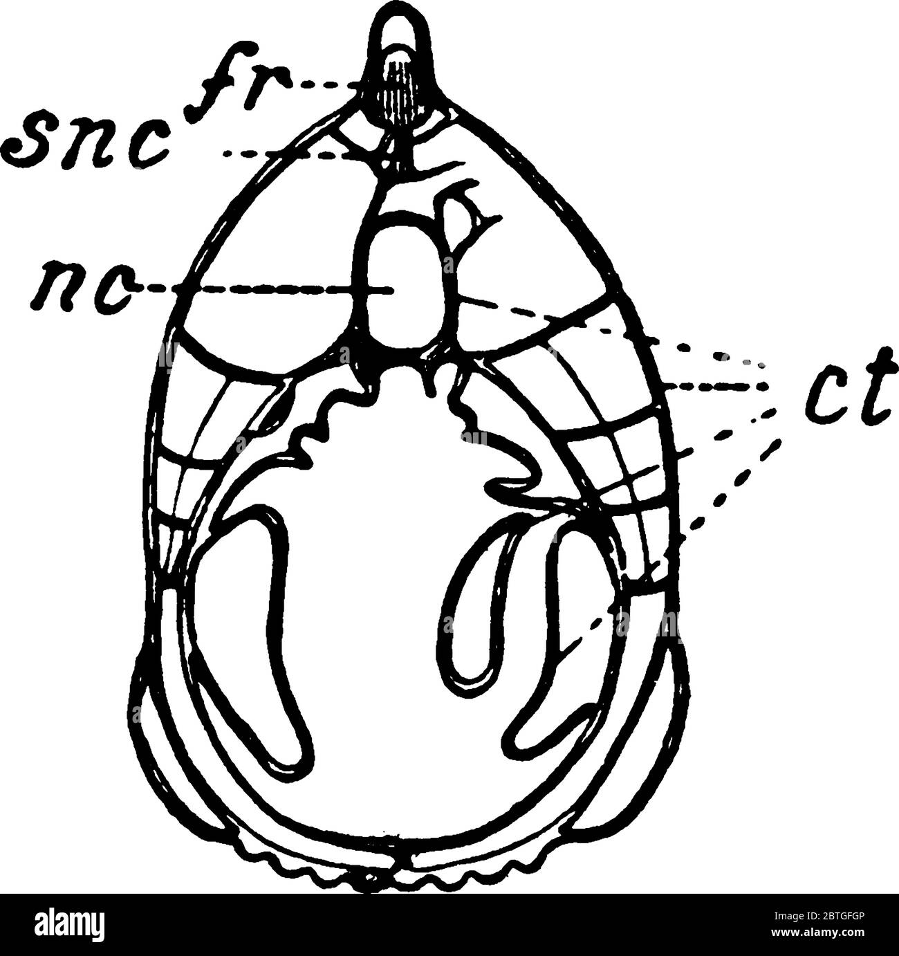 Section d'Ampioxus, avec ses parties, rayons de nageoire, tissu conjonctif, notocordale, crête supraneurale marquée respectivement comme, 'fr, ct, nc, snc', lin vintage Illustration de Vecteur