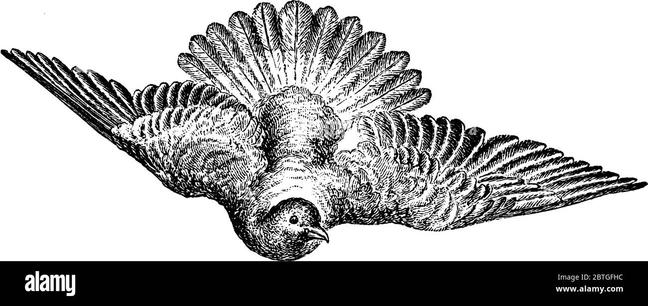 Pigeon volant vers le bas avec ailes et queue complètement agrandisantes, dessin de ligne vintage ou illustration de gravure. Illustration de Vecteur