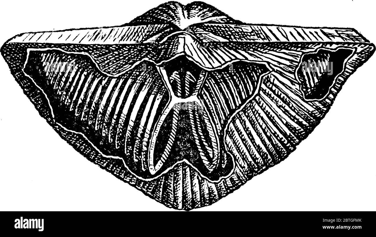 la figure montre un invertébré marin du phylum Brachiopoda, qui comprend les coquilles de lampe, le dessin de ligne vintage ou l'illustration de gravure. Illustration de Vecteur