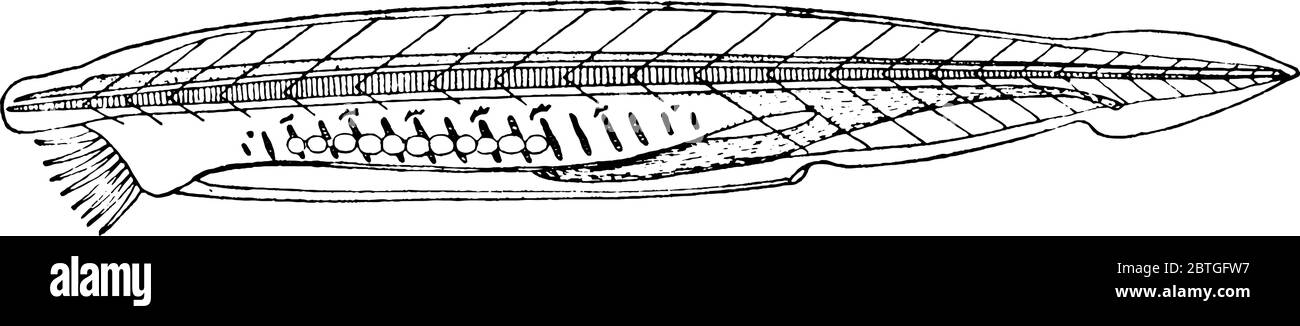 Lancelet est un petit invertébré marin allongé qui ressemble à un poisson mais manque de mâchoires dans l'ordre des amphioxiformes., vintage dessin de ligne ou gravure Illustration de Vecteur