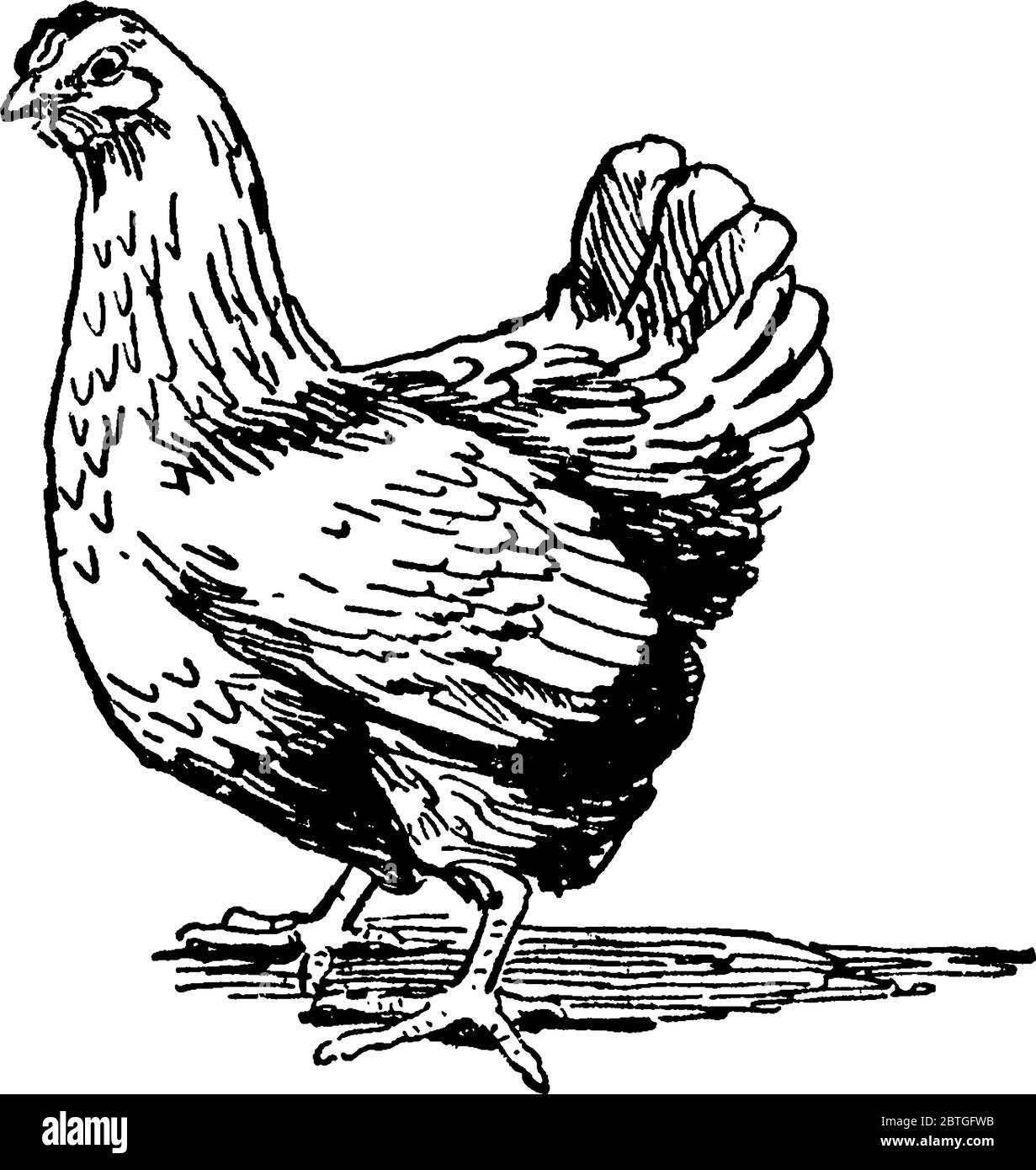 esquisse montrant une poule, c'est un oiseau femelle surtout d'une volaille domestique, dessin de ligne vintage ou illustration de gravure. Illustration de Vecteur