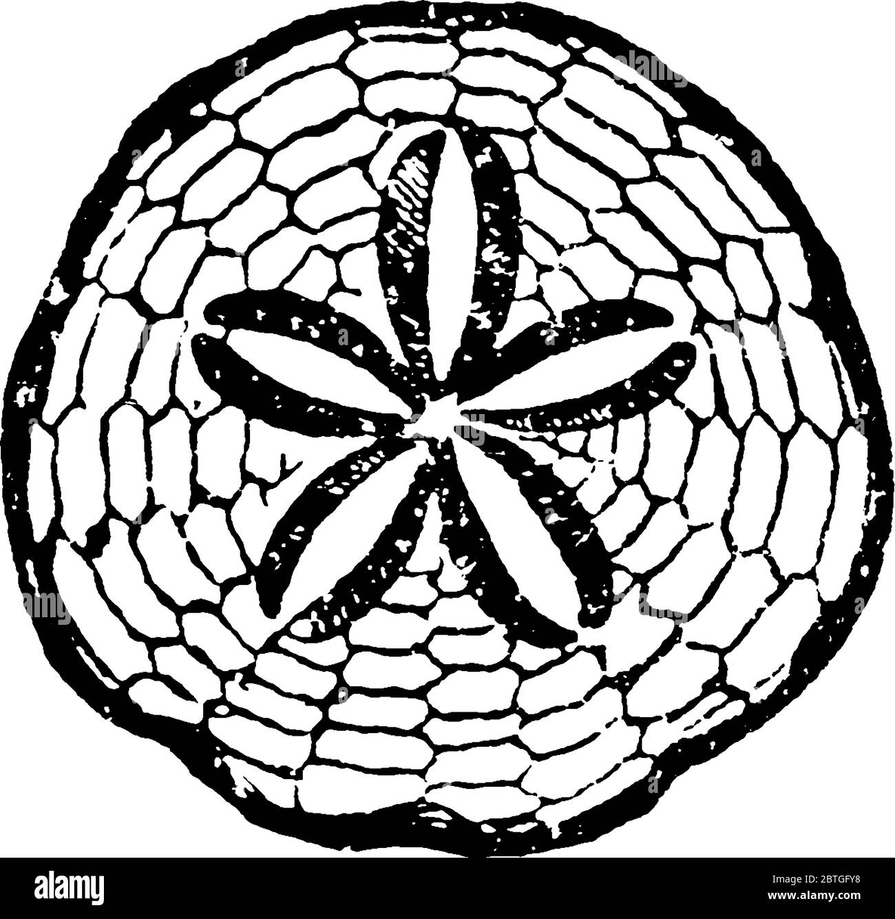 Une représentation typique de Scutella subrotunda; Miocène, Malte, en forme circulaire et avec une fleur au centre, des motifs audacieux et réguliers, vintage Illustration de Vecteur