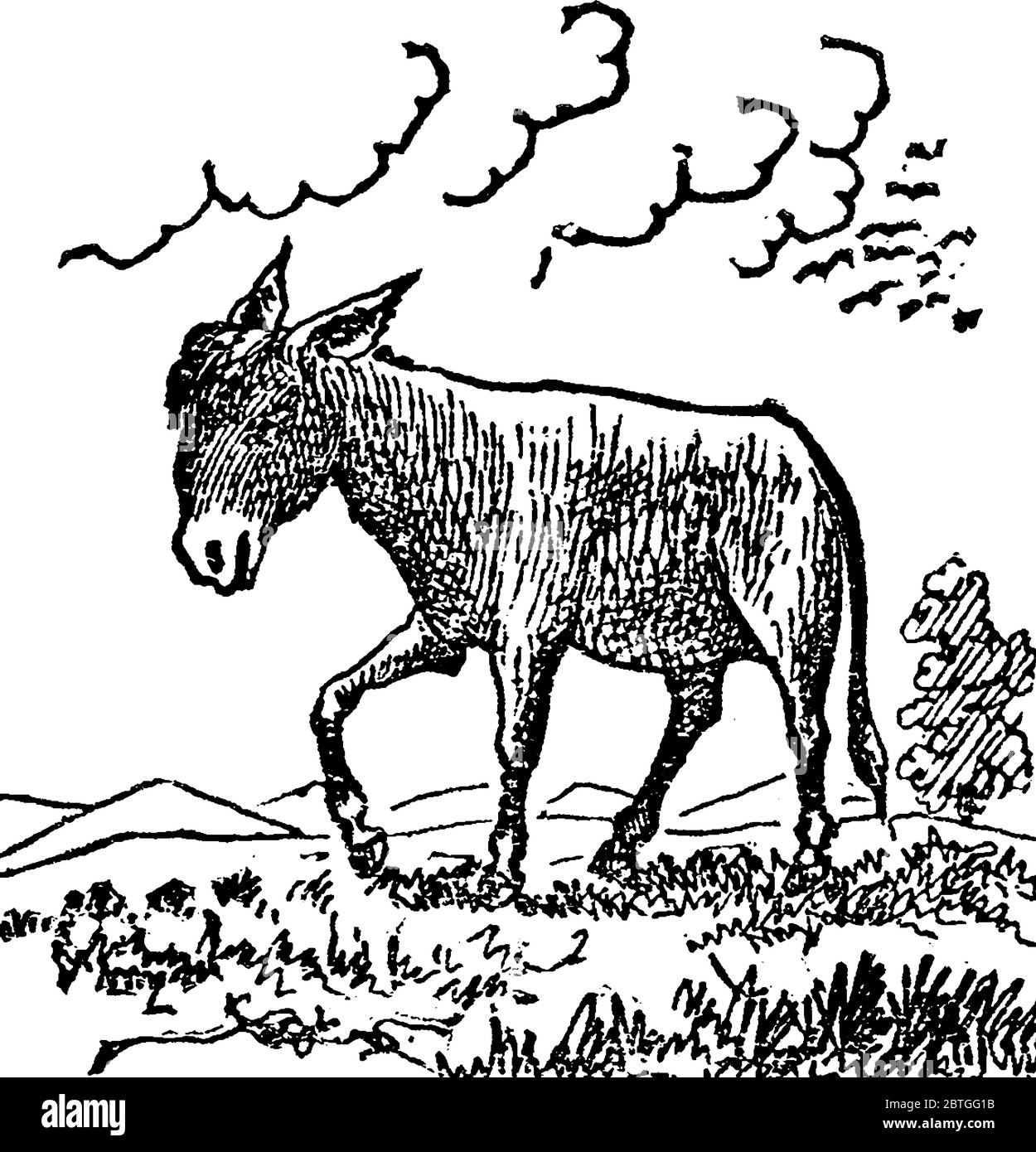 Le membre domestiqué de la famille des chevaux, équidés, comme bêtes de charge, ayant un bray particulièrement dur, et de longues, oreilles de louvoiement. Un âne mâle ou Illustration de Vecteur
