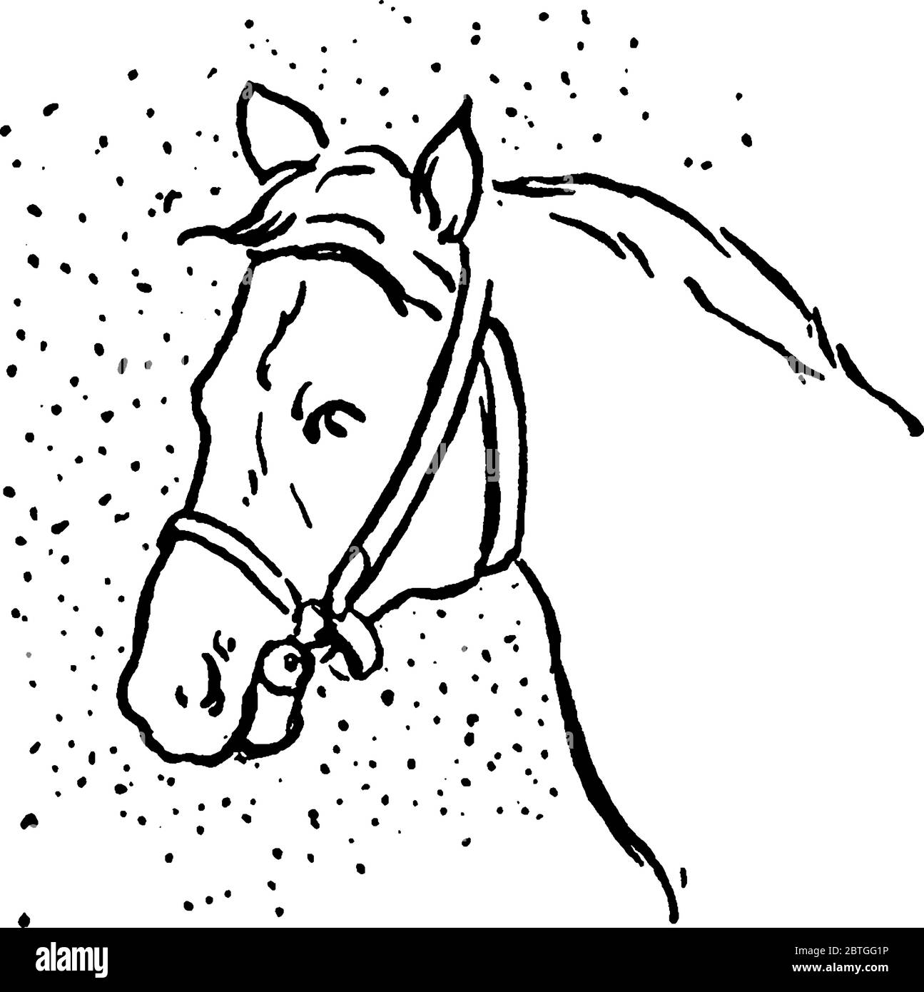 Le cheval (Equus ferus caballus), de la famille des équidés, est un ongulé à bout impair. En général, les chevaux domestiqués sont entraînés sous selle ou dans le harnais Illustration de Vecteur