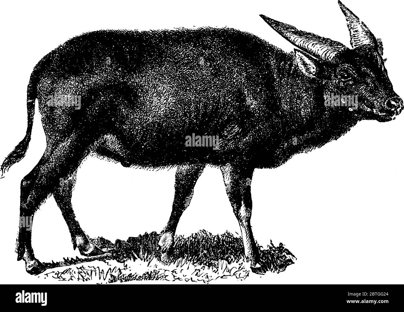 L'anoa, un sous-genre de buffle, composé de deux espèces sont indigènes de l'Indonésie, le Mountain Anoa et le Lowland Anoa, dessin de ligne ou de grav Illustration de Vecteur