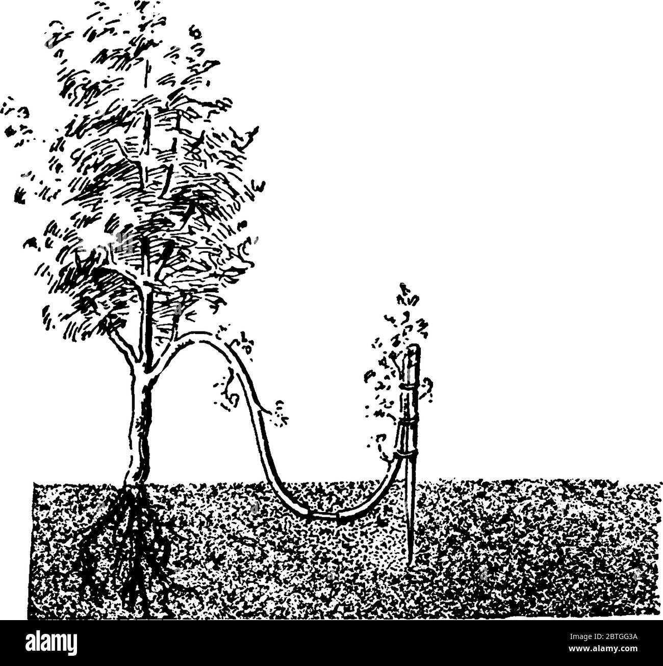 Une seule couche d'une plante entaillée et annelée au fond avec l'écorce enlevée, dessin de ligne vintage ou illustration de gravure. Illustration de Vecteur