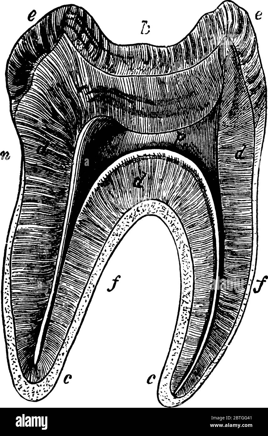 Section longitudinale d'une dent molaire, avec ses parties étiquetées comme, k, n, f, e, d, c, p, représentant, couronne, cou, fangs, émail, dentine, ciment et Illustration de Vecteur