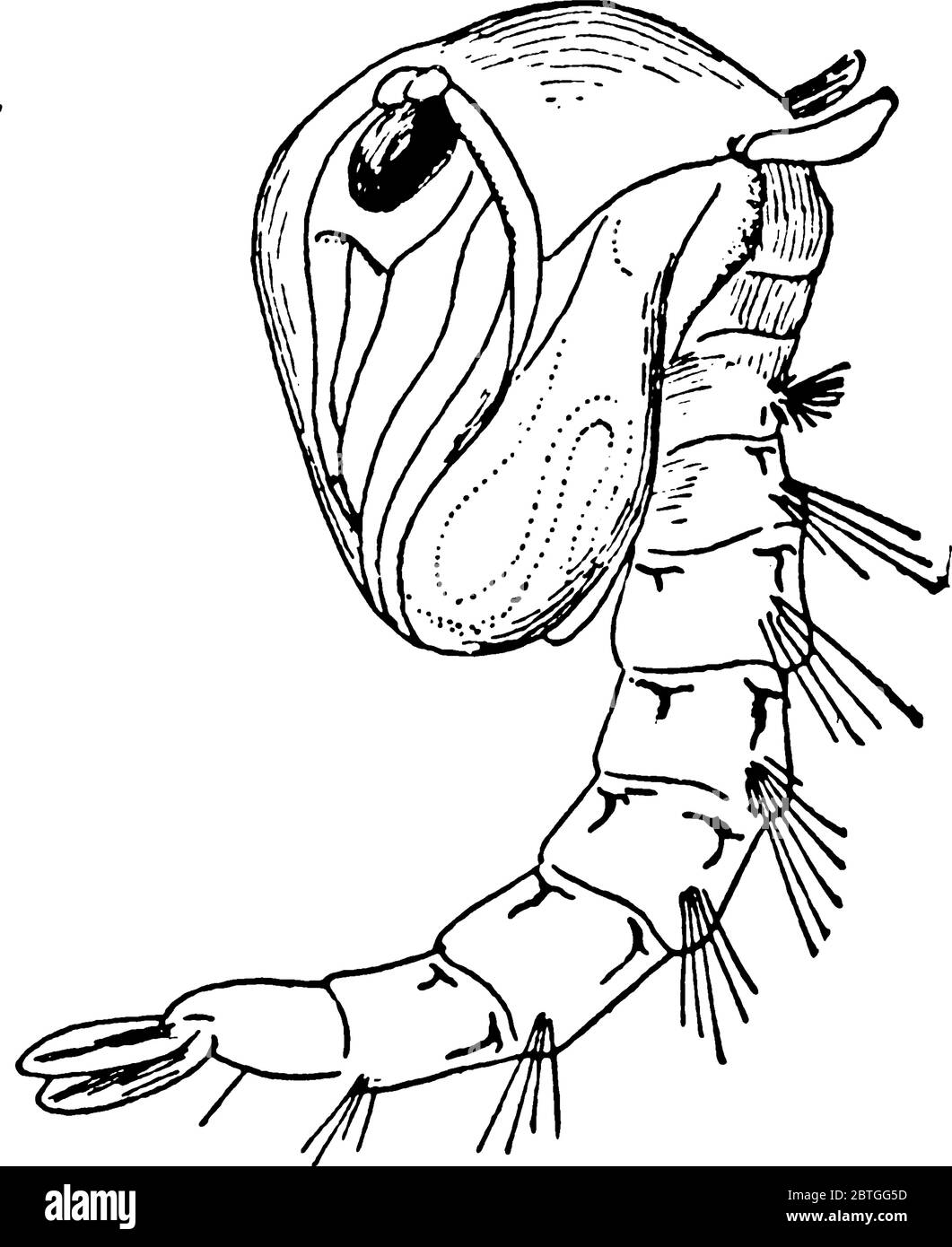 Les moustiques subissent une métamorphose, dans laquelle il y a des étapes distinctes. Cette figure représente le stade Pupa, le dessin de ligne vintage ou la gravure illustrati Illustration de Vecteur