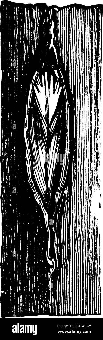 Image de ponctions d'oeufs Cicada, de l'extérieur, dessin de ligne vintage ou illustration de gravure. Illustration de Vecteur