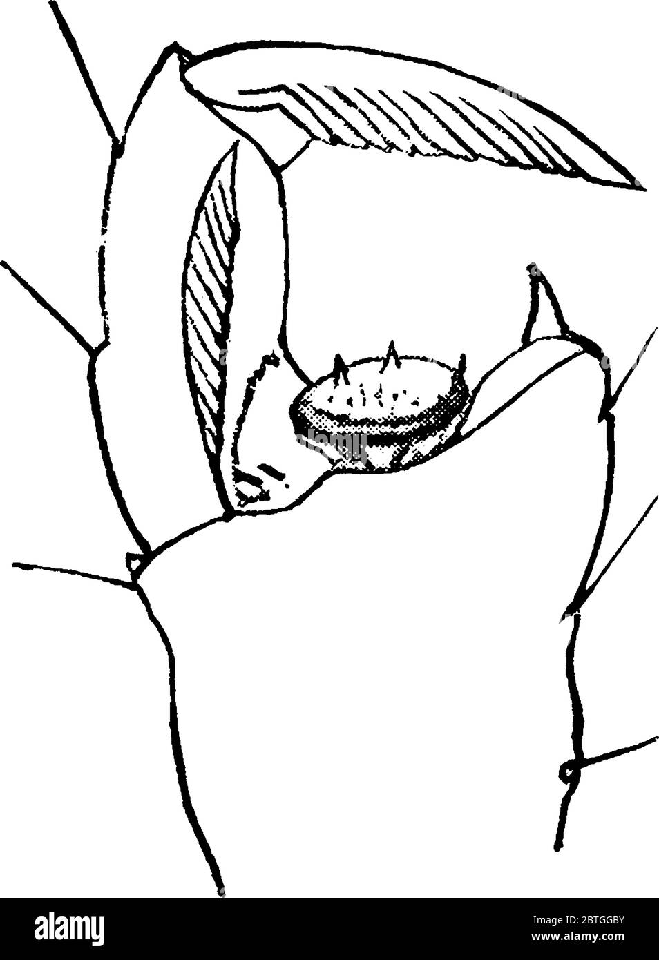 Une image montrant la vue détaillée de la griffe scansorial de la maison de porc de l'espèce Hermatopinus urius, dessin de ligne vintage ou gravure illustrati Illustration de Vecteur