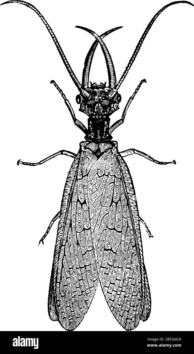 Image montrant un adulte de Dobson, dessin de ligne vintage ou illustration de gravure. Illustration de Vecteur