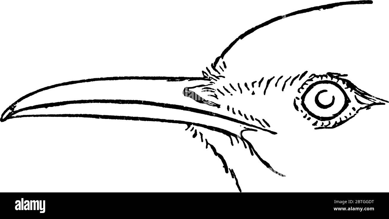 On y trouve l'oiseau de passerine de taille moyenne, l'espèce Alauda certhilauda, le visage de Lark avec des caractères distinctifs et les longues bills courbés pointus et pointés avec du Whic Illustration de Vecteur