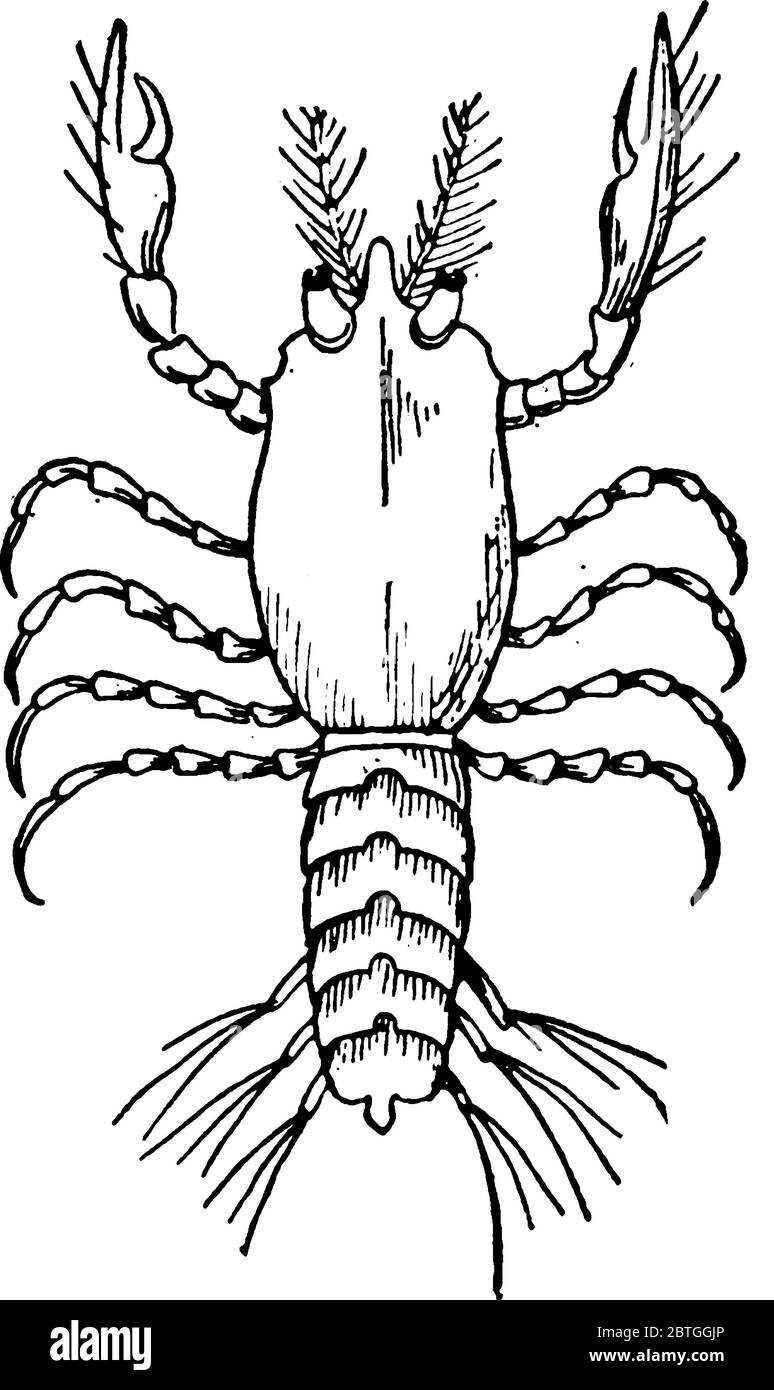 Les crabes subissent une métamorphose, dans laquelle il y a des étapes distinctes. Cette figure représente megalops stage., dessin de ligne vintage ou gravure illustrati Illustration de Vecteur