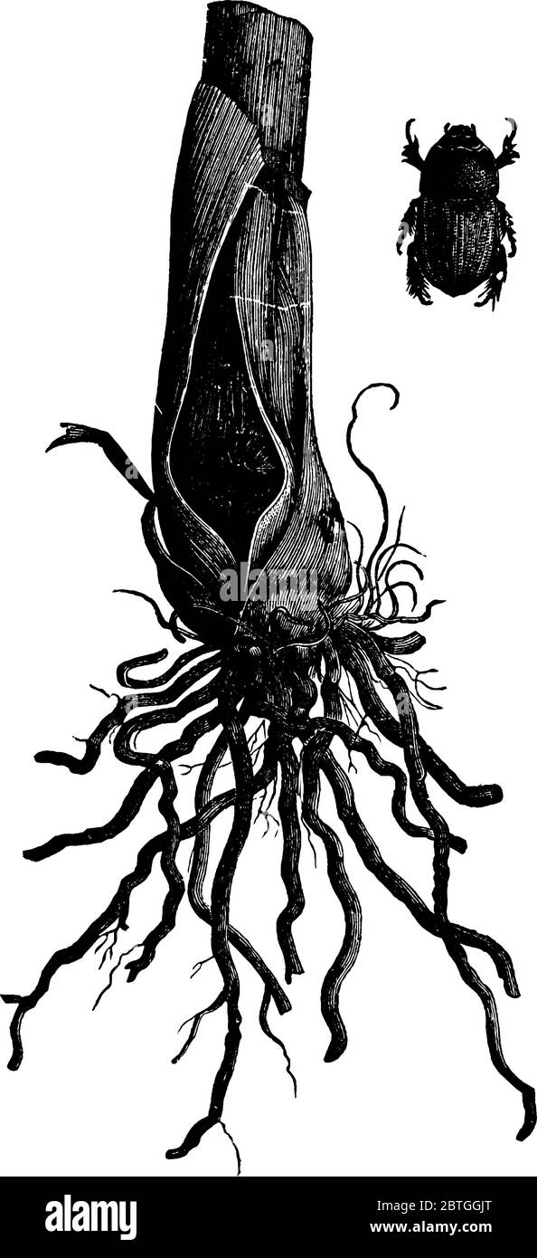 Cotalpa lanigera se trouve dans le centre-est du sud-ouest des États-unis, dessin de ligne vintage ou illustration de gravure. Illustration de Vecteur