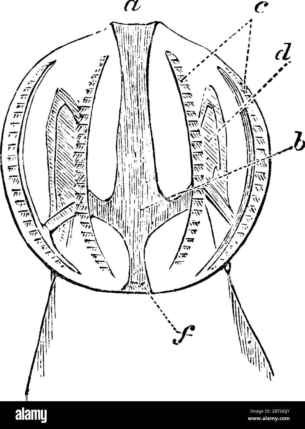Le ctenobre est un invertébré aquatique du phylum Ctenophora, qui comprend les gelées en peigne. Ils nagent avec l'aide de cilia, dessin de ligne vintage Illustration de Vecteur