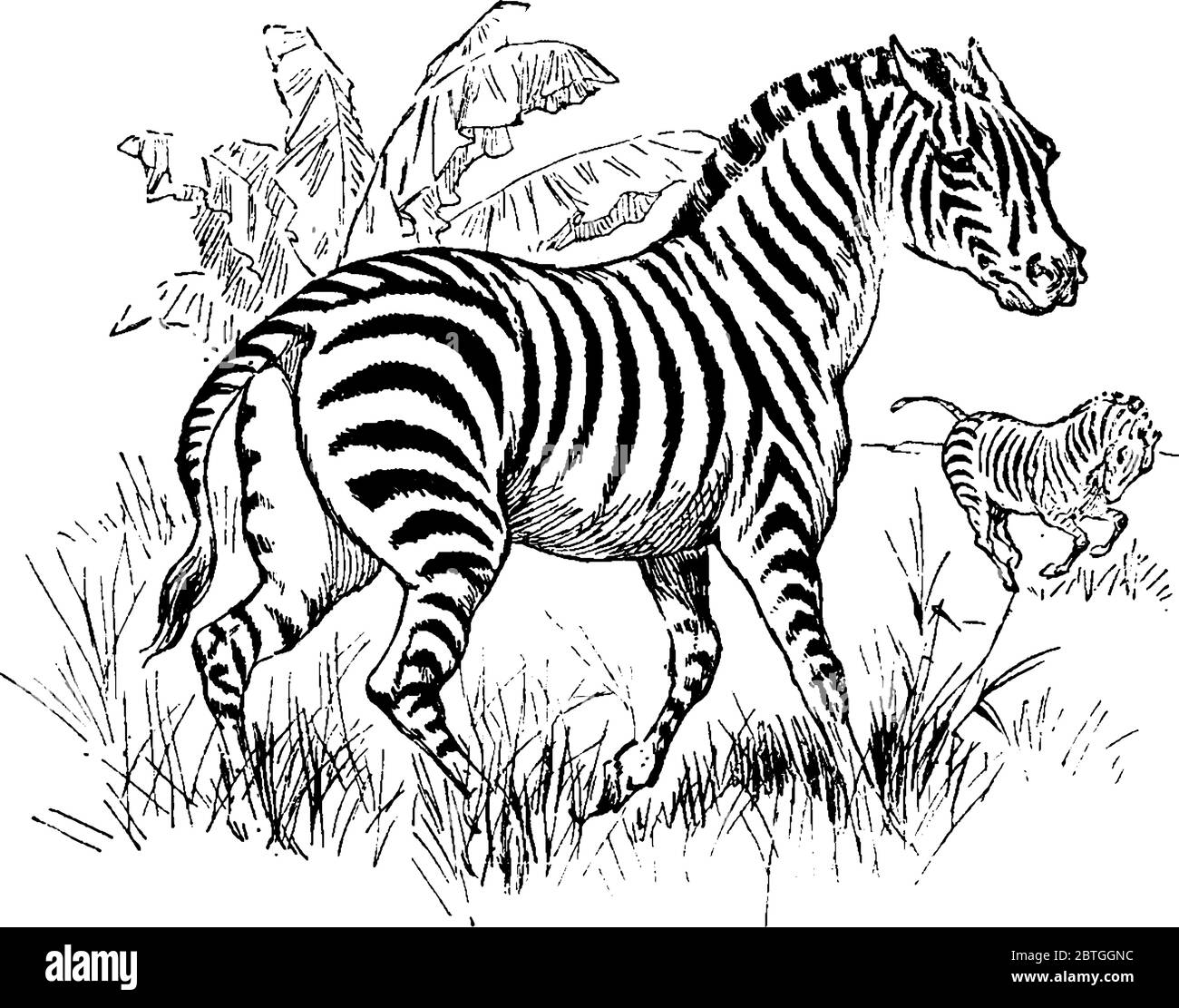 Animal herbivore avec des bandes blanches et noires sur son corps, dessin de ligne vintage ou illustration de gravure. Illustration de Vecteur