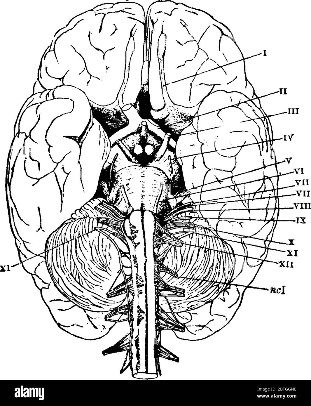 Le cerveau humain est l'organe central du système nerveux humain, la partie inférieure du cerveau est reliée à la moelle épinière, au dessin de ligne vintage ou à e Illustration de Vecteur