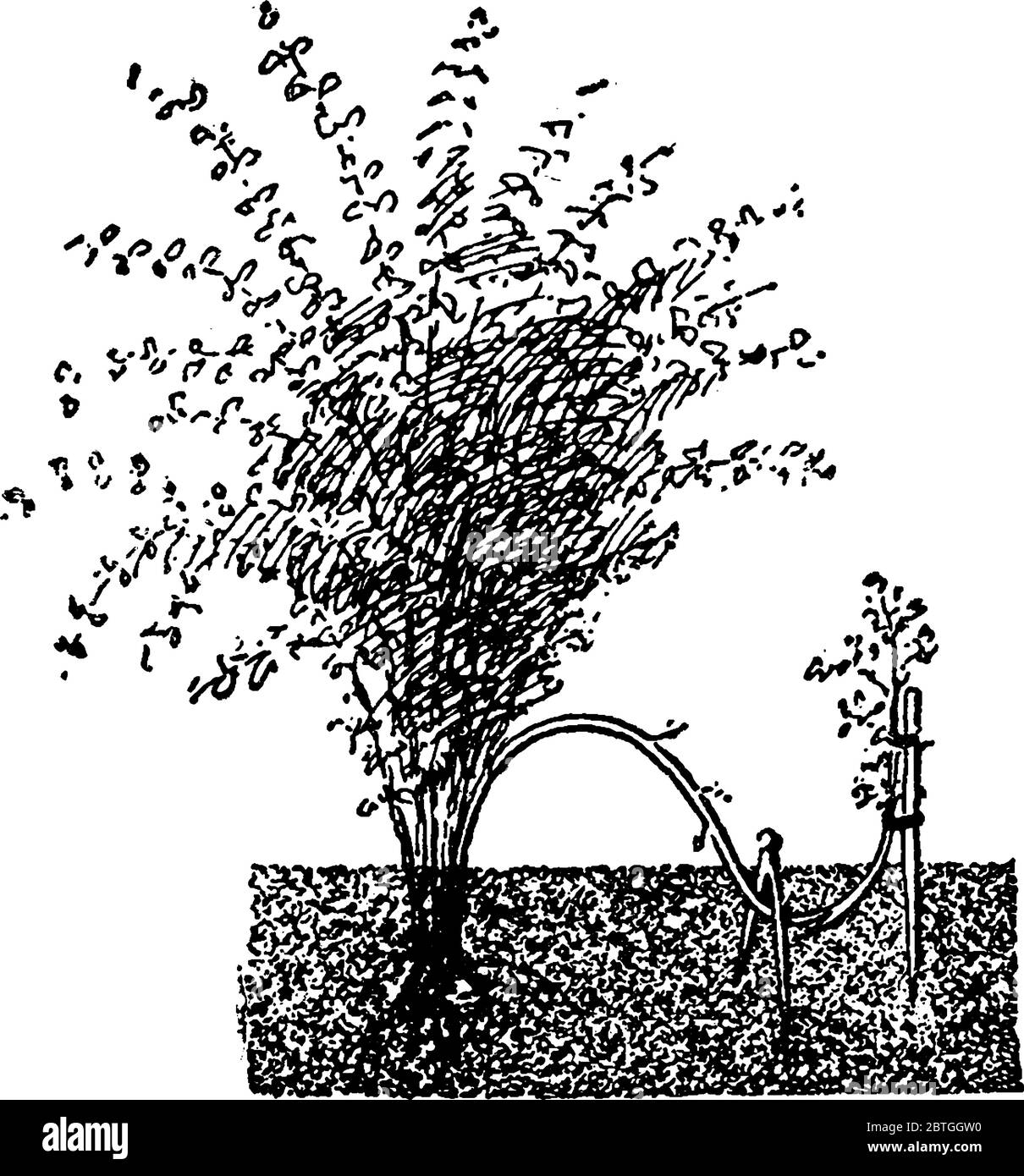 Une seule couche d'une plante est entaillée dans le fond à l'aide d'un crochet, d'un dessin de ligne vintage ou d'une illustration de gravure. Illustration de Vecteur