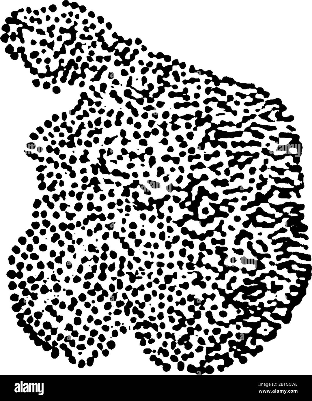 Représentation typique des groupes caractéristiques de Micrococci. Stade de Zooogloea d'un Micrococcus, formant une membrane fermée sur perfusion, Li vintage Illustration de Vecteur