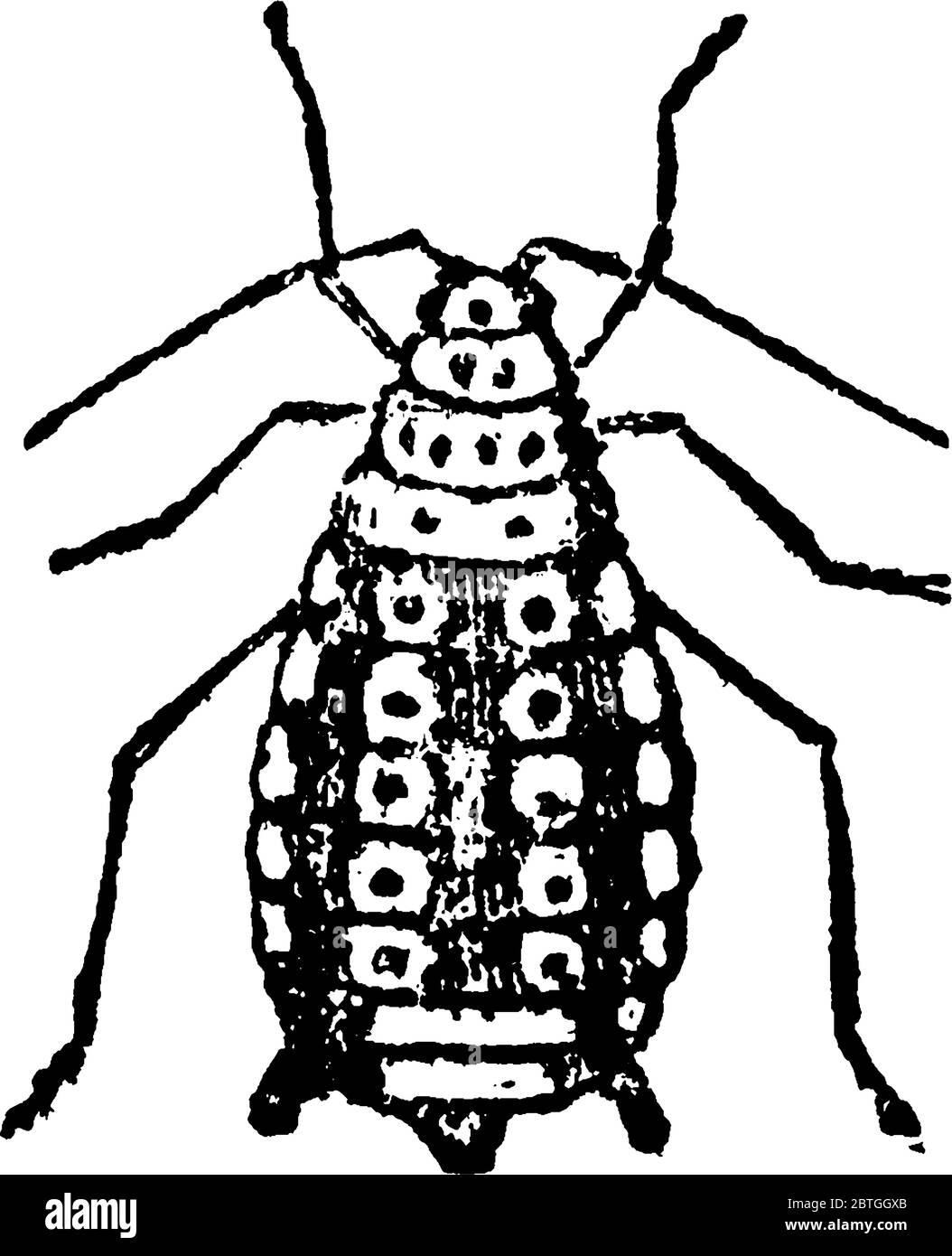 Apple Plant souris est un insecte sans ailes ou ailés qui infecte et cause la maladie mystérieuse aux plantes, dessin de ligne vintage ou illustration de gravure Illustration de Vecteur