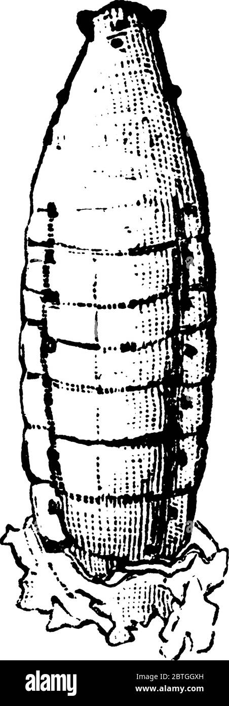 Les larves de couleur blanc perle de la mouche de blé, dessin de ligne vintage ou illustration de gravure. Illustration de Vecteur